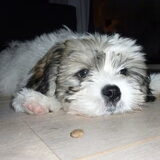 Bailey die geen brokken meer lust...