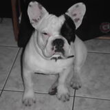 da s ons zorbah,hij is doof geboren ma is ne hele lieve knuffelbeer met…