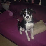scotty 1 jaar en 3 maanden oud.