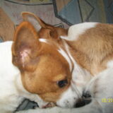 Foto van nora jazzy en poppy
