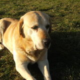 * onze lieve vriend *