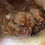 Pups Benthe van de Paterhoek en Wade Wolf z Orisku 1week oud.