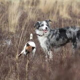 Foto van Pamela en Dazzle en Gentle