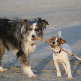 Foto van Pamela en Dazzle en Gentle
