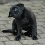 11-12-2011 -- Voor het eerst de tuin aan het verkennen.