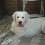Foto van Lotte&Guus de Golden*