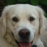 Foto van Lotte&Guus de Golden*