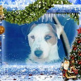 Kerstfoto gemaakt door Hanne