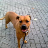 Mijn hond kayra