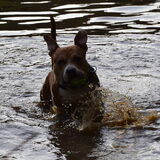 One happy Doggie :)