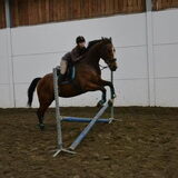 Mn paard Raddy