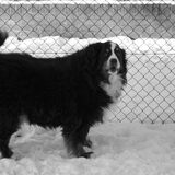 dit is onze hond kiara deze is op 1mnd 10jaar geworden moest haar in…