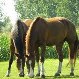 Raddy en zn beste maatj