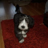 alweer 15 wk oud:)