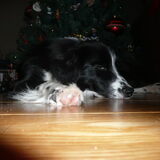 woody in kerstsfeer