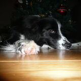woody in kerstsfeer