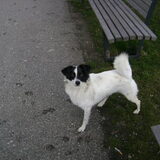 Foto van Chocomelk van Jessy & Storm en ***Blondie & Tara***