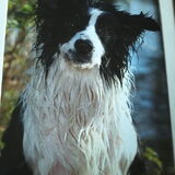 Fotoshoot Taz