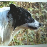 Fotoshoot Taz