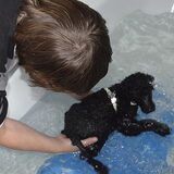 Billy-Boy 10 weken oud, zwemmen in bad om zijn spieren van de…