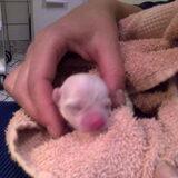 casper onze kleine vent van 79 gram 1,5 uur oud