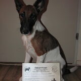 Skyla geslaagd voor Gehoorzaamheid 1 met 105 van de 120 punten!!!!