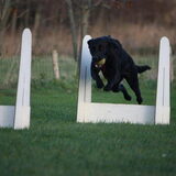 Flyball