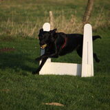 Flyball