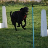 Flyball
