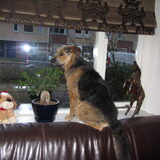 Foto van liesbeth,Turbo,Luna, Levi en Faith