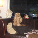 Foto van liesbeth,Turbo,Luna, Levi en Faith