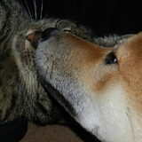 Kenai en de kat Luna :)