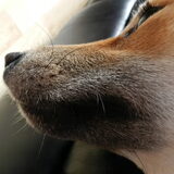 Kenai's snuit! ^^