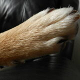 Kenai's pootje :)