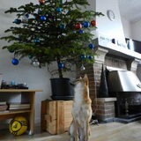 Kenai naar de kerstboom aant kijken :D