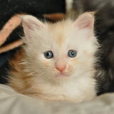 Lieve kleine Finn.