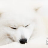 Polar