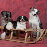 kerstfoto van onze 3 honden gemonen op de hondenschool