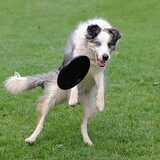 blue aan het frisbeeën