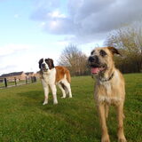 Happy doggies