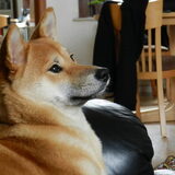 Kenai's lief kopje ^^