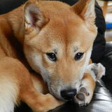 Kenai! so cute! ;)