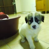 Mischka
