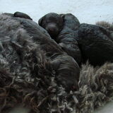 hier zijn de puppen 1 1/2 week oud.
