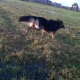 Foto van Marjo en Kiba