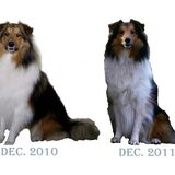 Foto van Criz & de Shelties