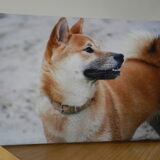 Canvas die ik heb laten maken van Kenai :D