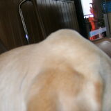 Foto van sofie, Lucky en Zita <3