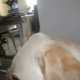 Foto van sofie, Lucky en Zita <3