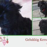 Bewerkte Fotos van Spike of spike(met iemand anders)